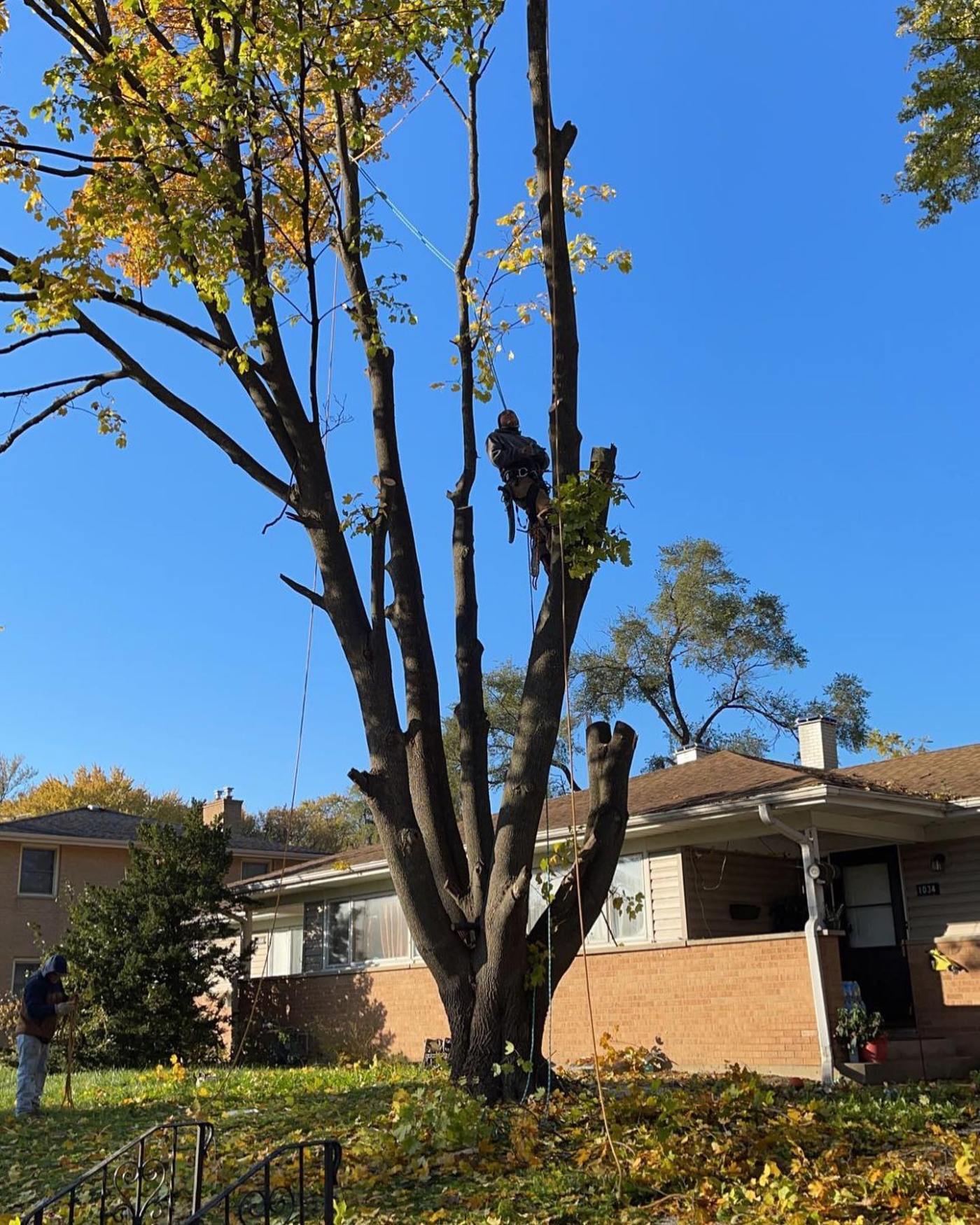 Tree professional working high in a tree