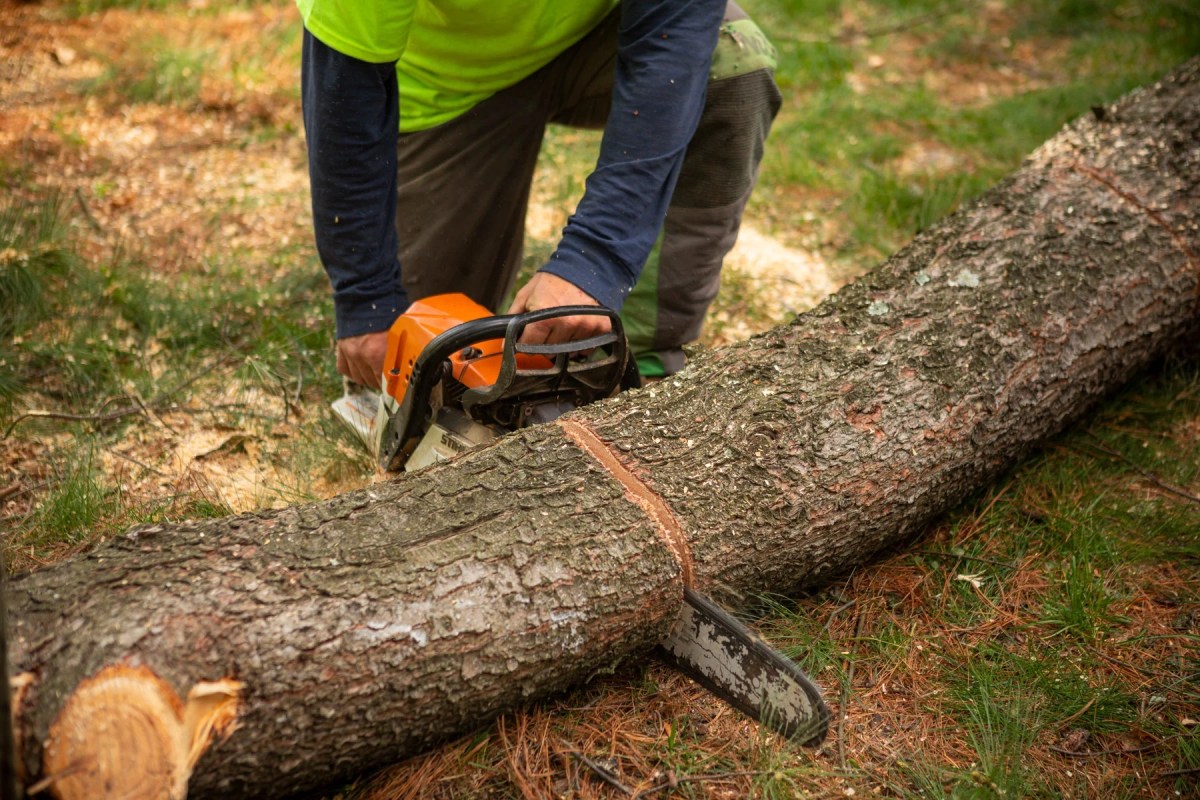 Tree cutting work