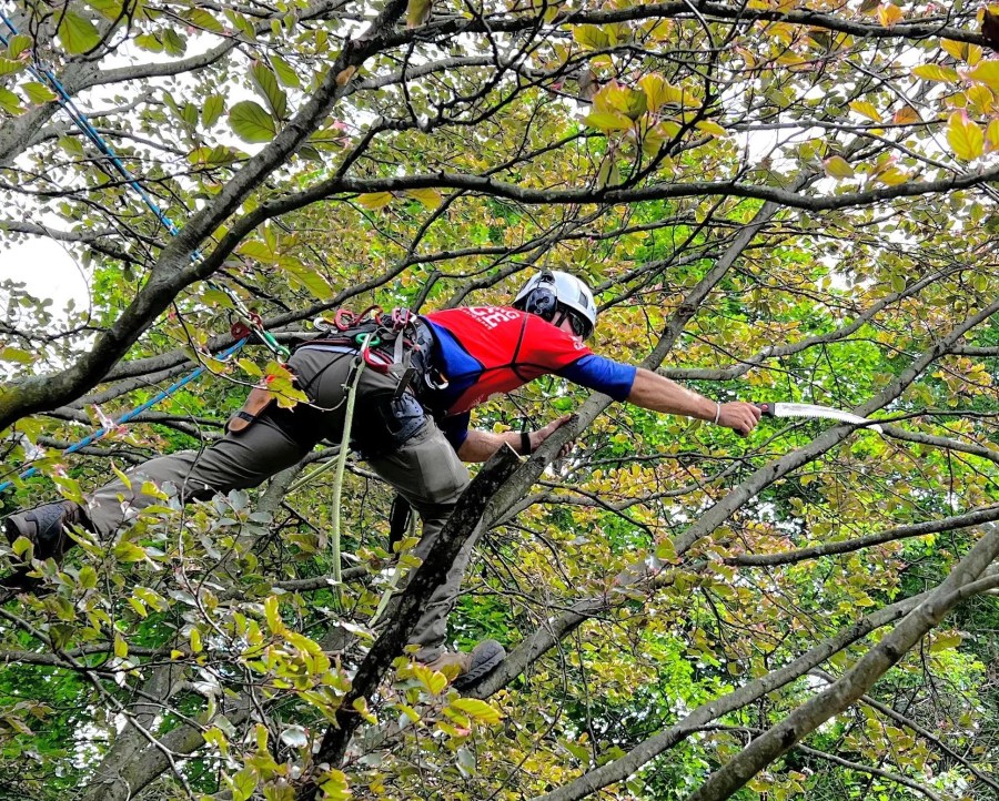 Tree cutting by Bonilla's Tree Services